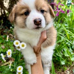 Spidey - Red male Pembroke Welsh Corgi puppy in Birmingham, Alabama from Delaney’s Corgis