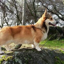 Pembroke Welsh Corgi All Grown Up from Heulyn Corgis
