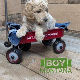 Montana - Cream male Goldendoodle puppy in Cambridge, Minnesota from Country Meadow Doodles