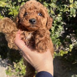 Charles - Red  male Poodle puppy in Riverside, California from Poodles and Frenchies