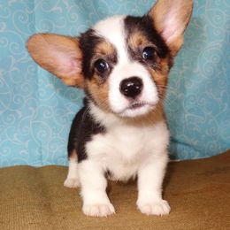 Australian Cattle Dog and Pembroke Welsh Corgi Puppies from Heelers in Texas