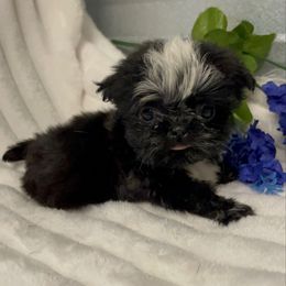AKC Bling Bling - Black and white male Shih Tzu puppy in Elgin, South Carolina from Silver Bells Paw Prints