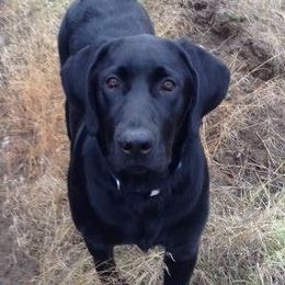 Labrador Retriever adult dog