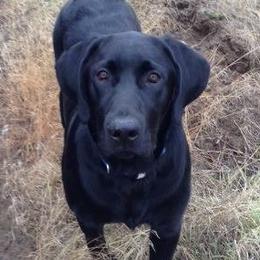Labrador Retriever adult dog