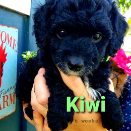 Goldendoodle Puppies from Just Doodling Dogs