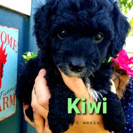 Goldendoodle Puppies from Just Doodling Dogs
