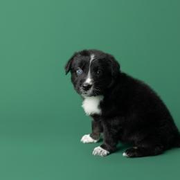Chai - Black tri-color female Australian Shepherd puppy in Kathleen, Georgia from CM Farm