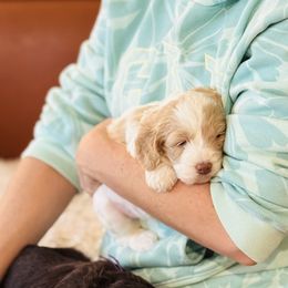 Australian Labradoodles, Cockapoos, and Goldendoodles from Hope Lane Kennels