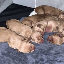 Boy 3 - Golden rust male Vizsla puppy in Chipley, Florida from GT Gundogs