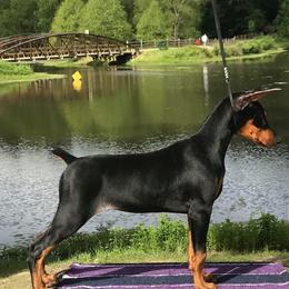 Doberman Pinschers and Rat Terriers from Sizzlin' Dobermans