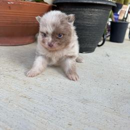 Milky Way - Chocolate merle male Pomeranian puppy in Texas from D&C Pomeranians