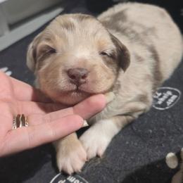 DORY Red merle (with natural bobbed tail) - Red merle female Australian Shepherd puppy in Rainsville, Alabama from Chaparro Farm
