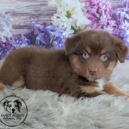 Chorus - Red tri-color female Australian Shepherd puppy in Fultonville, New York from Sandy Aussies & Pomeranians