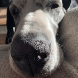 Great Dane Puppies from Cook’s Gentle Giants