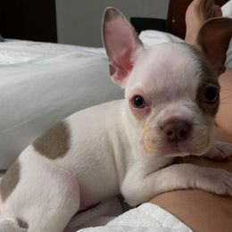 Boston Terriers from AKC Boston Terriers by Jean Marie