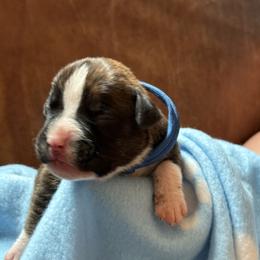 Blue Boy - Brindle male Boxer puppy in Gainesville, Georgia from RayJen Cajun Boxers