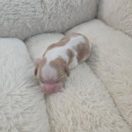 Girl 2 - Blenheim female Cavalier King Charles Spaniel puppy in Moreno Valley, California from Chris & Katie Cavaliers