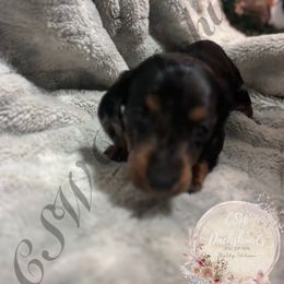 Cupcake - Dapple female Dachshund puppy in Lufkin, Texas from CSW Dachshunds
