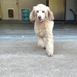 Poodle Puppies from East Bunch Poodles
