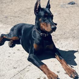 Doberman Pinschers and German Shepherds from Legacy K9’s