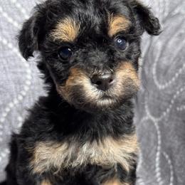 Rocky - Phantom female Maltipoo puppy in Bakersfield, California from Silvia's Maltipoos