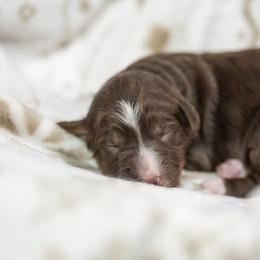 Magnolia - Brown female Bernedoodle puppy in Delta, Pennsylvania from KEE Bernedoodles