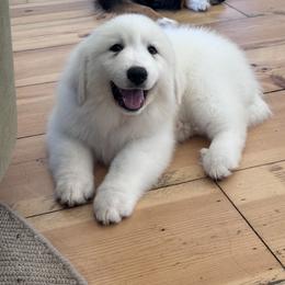 Great Pyrenees Puppies from McCarthy Ranchette LLC
