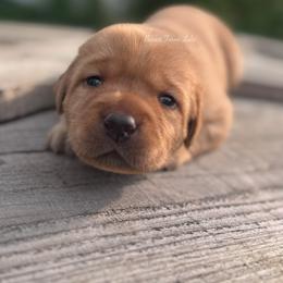 Pink Whitney - Yellow female Labrador Retriever puppy in Seneca, Pennsylvania from Barrett Farm Labradors