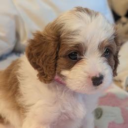 Bernadette - Blenheim female Cavapoo puppy in Newport, North Carolina from Crystal Coast Cavapoodles
