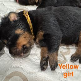 Yellow - Black and mahogany female Rottweiler puppy in Cheshire, Connecticut from Von Der Hügelspitze