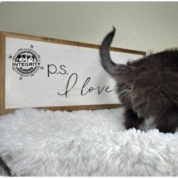 Australian Shepherd and Miniature Australian Shepherd Puppies from Integrity Aussies Tx