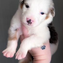 Happy - Blue merle male Australian Shepherd puppy in Georgetown, Texas from River Reign Australian Shepherds
