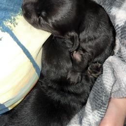Shadow - Black male Dachshund puppy in Gatesville, Texas from Emily’s Doxie Domain