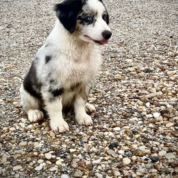 Miniature Australian Shepherd Puppies from Akasta Aussies