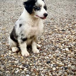 Miniature Australian Shepherd Puppies from Akasta Aussies
