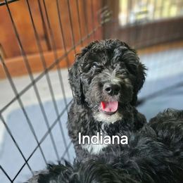 Indiana - Black and white Sheepadoodle puppy in Egg Harbor City, New Jersey from Doodles by Starlight