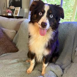 Cooper - Red tri male Toy Australian Shepherd puppy in Union Grove, North Carolina from Grove Farm