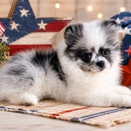 Briar - Blue merle female Pomeranian puppy in Sandia, Texas from Broken Arrow Poms