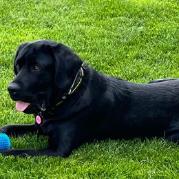 Hudson - Labrador Retriever