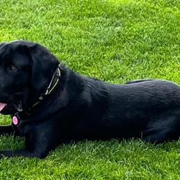 Hudson - Labrador Retriever