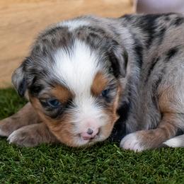 Miniature Australian Shepherd puppies from Best Little Aussies