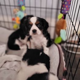 Cavalier King Charles Spaniel Puppies from Penny's from Heaven