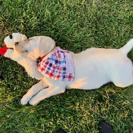 Labrador Retriever Puppies from Hilsabeck Labs