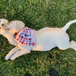 Labrador Retriever Puppies from Hilsabeck Labs