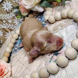 Cassie - Cream female Dachshund puppy in Thomaston, Georgia from UGG Ranch