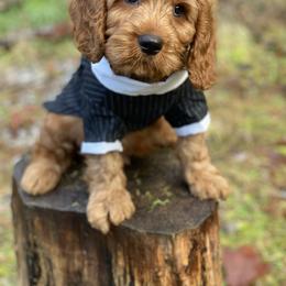 Cavapoo and Cockapoo Puppies from Heavenly puppies to love