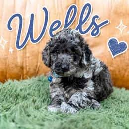 Wells - Blue merle male Bernedoodle puppy in Fort Collins, Colorado from Front Range Family Doodles