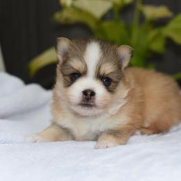Smidge - Gray and white male Pomsky puppy in Coos Bay, Oregon from Ocean View Pomskies