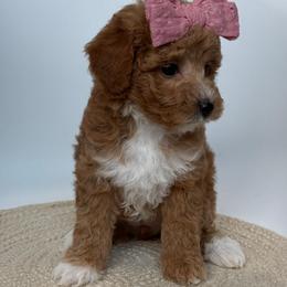K- YELLOW GIRL - Red  female Goldendoodle puppy in Lewisville, Texas from Texas Goldendoodle Lovers