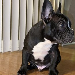 French Bulldog Puppies from French OG Los Ángeles